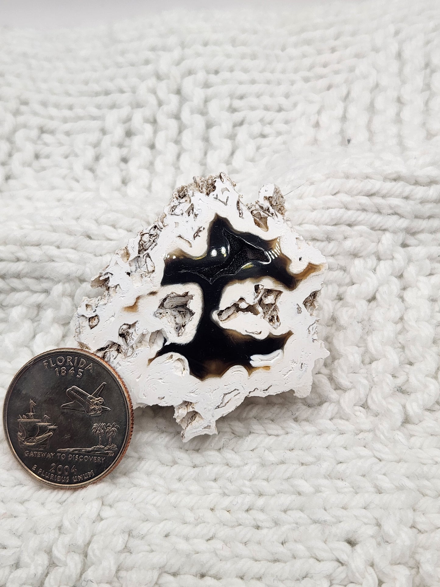 Polished Agatized Fossilized Coral