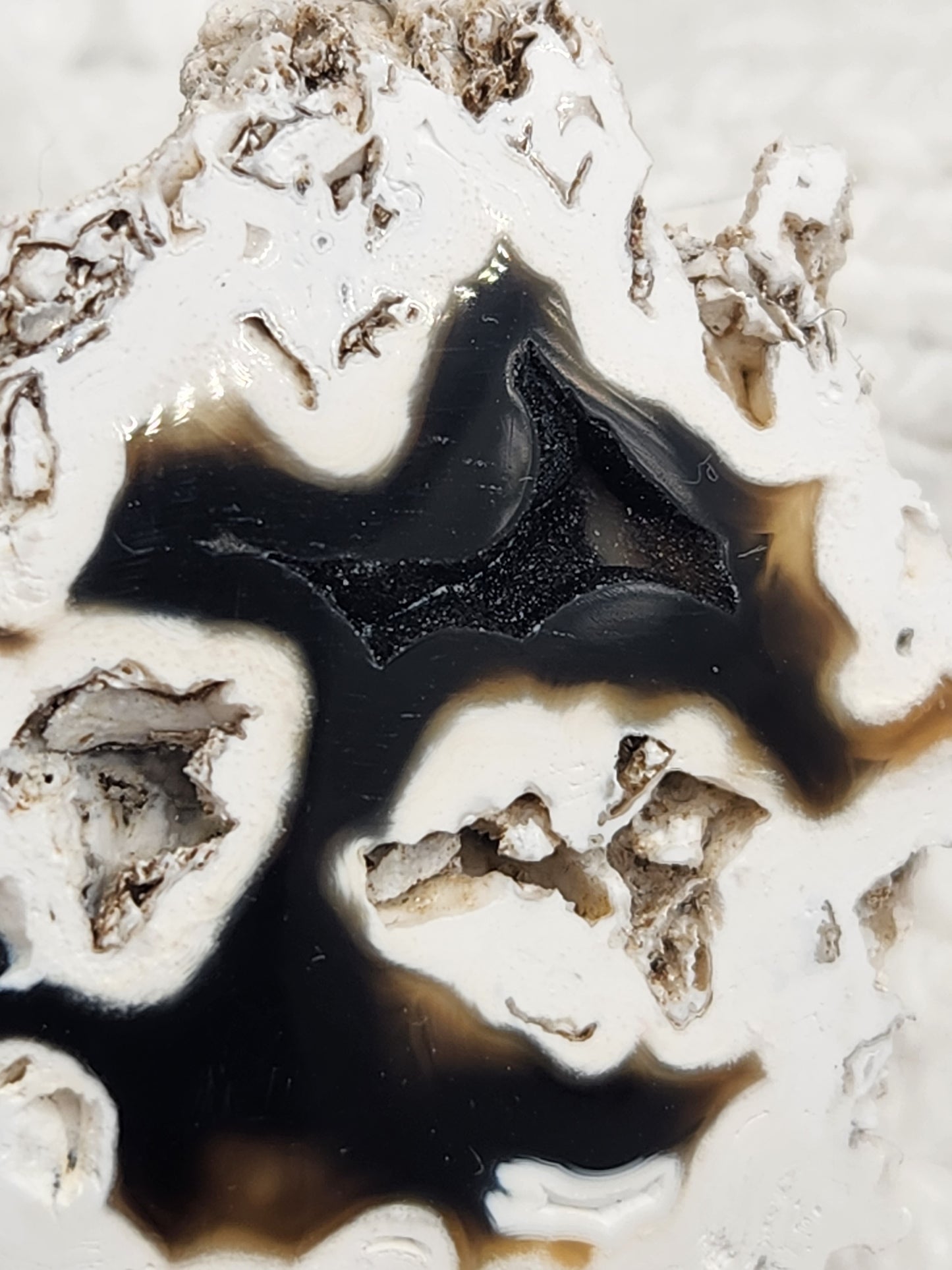 Polished Agatized Fossilized Coral